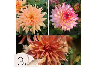 Dalia - 3 Pezzi - Dahlia 'Labyrinth', 'Labyrint Twotone' - Bulbi Di Fiori