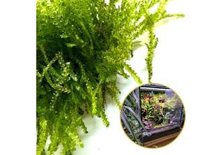 Muschio Vivo In Vitro Muschio Vivo Naturale Per Terrari Vesicularia Muschio Pia…