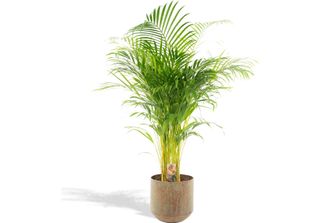 Palma Areca Met - ↨130Cm - Ø24Cm
