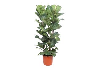 Ficus Lyrata Arbusto - 180 Cm - Ø34