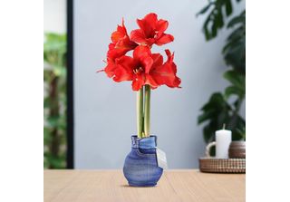 No Water Flowers® (Amarilli Cerati) | Fashionz Streetlife - Jeans Alla Moda Con…