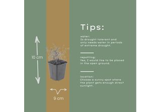 Thymus Vulgaris Timo Da Giardino – 12 Piante – Ø9Cm – Altezza 10-25Cm – Erba Ar…
