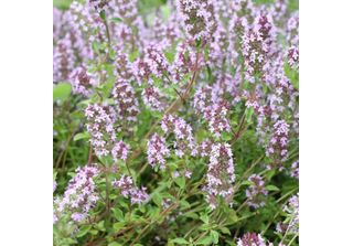 Thymus Vulgaris Timo Da Giardino – 24 Piante – Ø9Cm – Altezza 10-25Cm – Erba Ar…