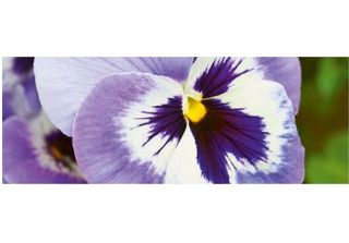 Cartoncino Artebene Pansy-21X8 Cm