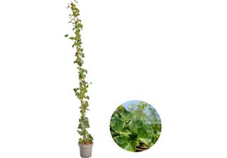 Hedera Hibernica - Edera - Hollyhocks