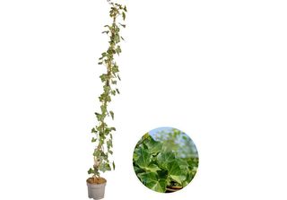 Hedera Hibernica - Edera - Hollyhocks