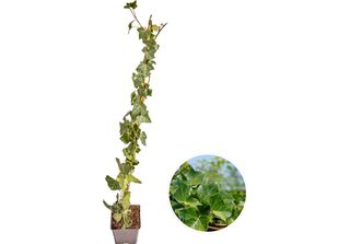 Hedera Hibernica - Edera - Hollyhocks
