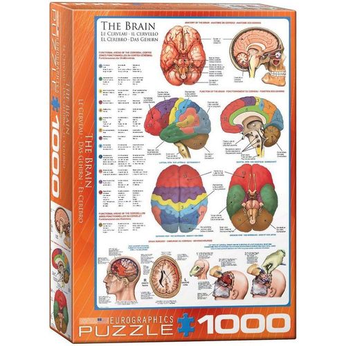 empireposter Puzzle »Das Gehirn Funktion