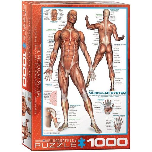 empireposter Puzzle »Anatomie