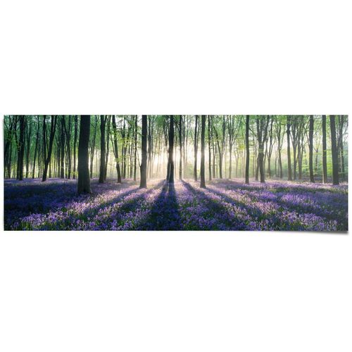 Reinders! Poster Glockenblumen im Wald, (1 St), lila