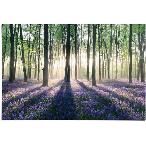 Reinders! Poster »Glockenblumen im Wald«, (1 St), lila