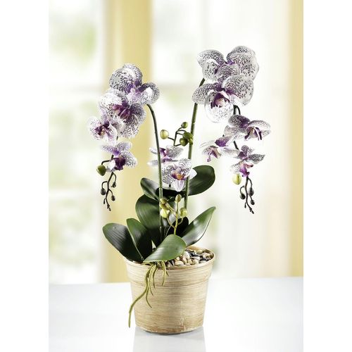 Orchidee im Topf,