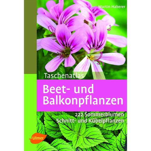 Beet- und Balkonpflanzen - Martin Haberer, Kartoniert (TB)