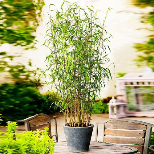 Bambus "Asian Wonder" im 5-Liter-Topf