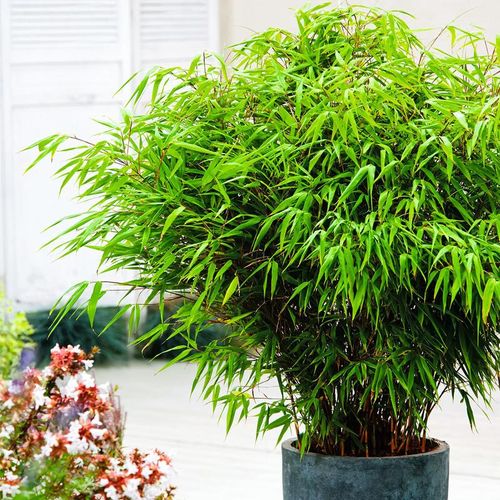 Garten-Bambus "Rufa" im ca. 18 cm-Topf