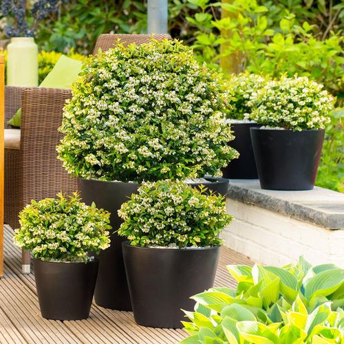 Heidelbeere BrazelBerry® Berry Bux®, im ca. 24 cm-Topf