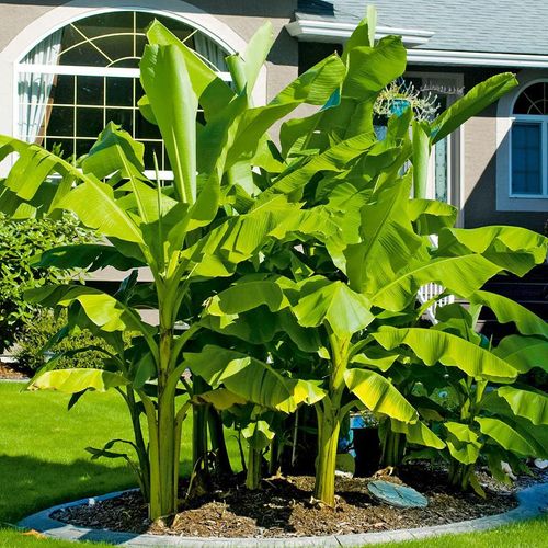 Winterharte Bananenpflanze