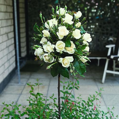 Weißer Rosen-Stamm, im ca. 26 cm-Topf