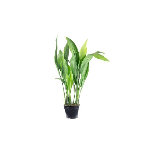 Flowerbox Blumentopf bepflanzt mit Zimmerpflanze Schusterpalme