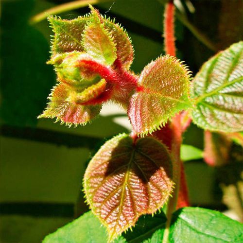 Kiwi, männlich