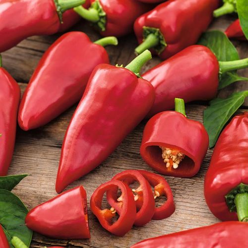 Paprikapflanze Snackpaprika, rot