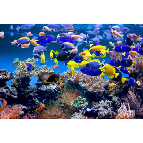 Papermoon Fototapete »Aquarium«