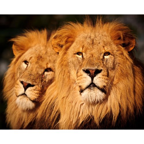 Papermoon Fototapete »Male Lions«
