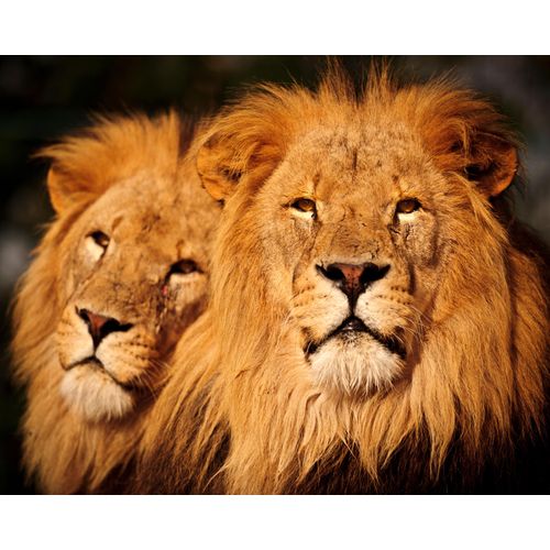 Papermoon Fototapete »Male Lions«