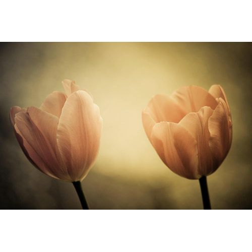 Papermoon Fototapete »Blumen«