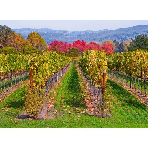 Papermoon Fototapete »WEINBERG IM HERBST-WINZER REBE WEIN GEBIRGE FELD WIESE«