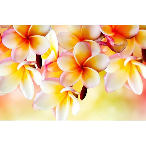 Papermoon Fototapete »Blumen«