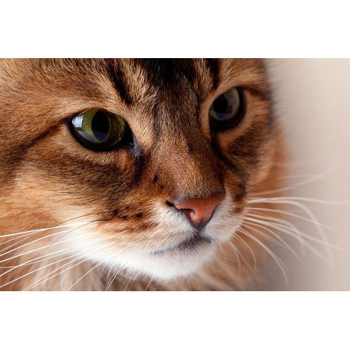 Papermoon Fototapete »Katze«