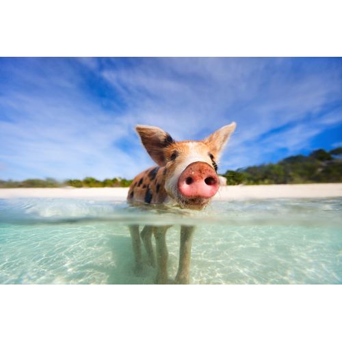 Papermoon Fototapete »FERKEL-SCHWEIN TIER SCHWIMMEN HUMOR STRAND SÜDSEE PALME«