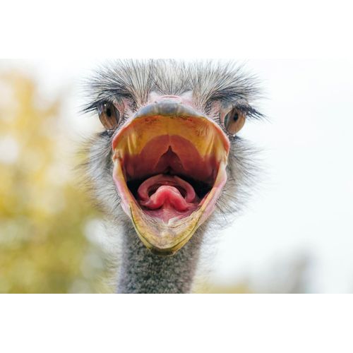 Papermoon Fototapete »VOGEL STRAUss-HUMOR PORTRÄT VOGEL AFRIKA SAVANNE«