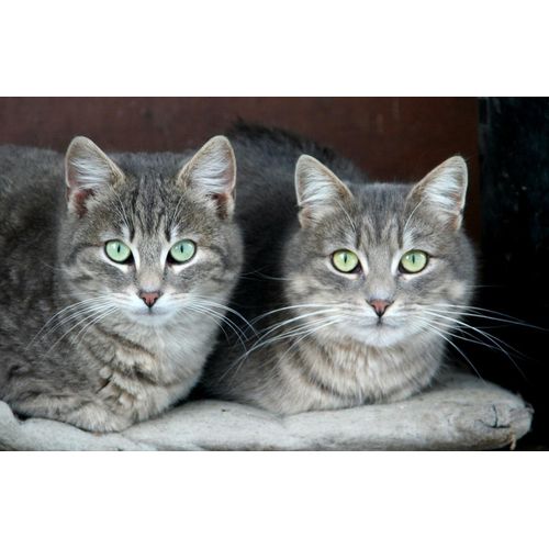 Papermoon Fototapete »Grüne Augen Katzen«