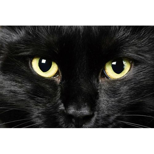 Papermoon Fototapete »Katze«