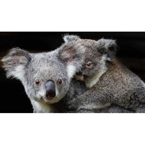 Papermoon Fototapete »Koala Mutter und Joey«
