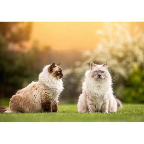 Papermoon Fototapete »Katzen«
