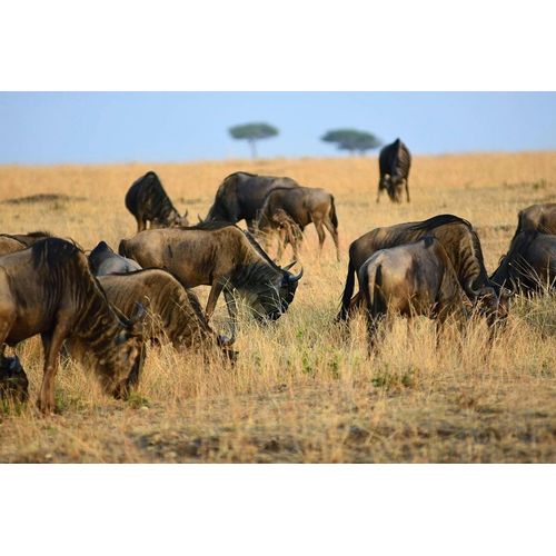 Papermoon Fototapete »Tiere in Natur«