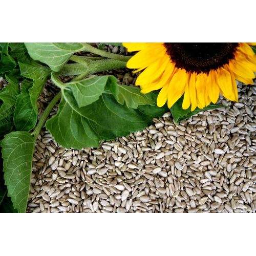 Futterbauer 20 kg Sonnenblumenkerne geschält Ernte 2023 Vogelfutter