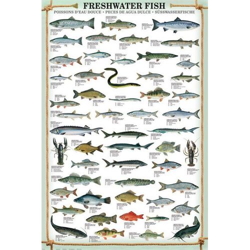 empireposter Poster Maxi-Poster Süsswasserfische