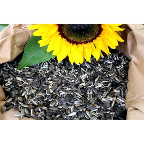 Futterbauer 20 kg Sonnenblumenkerne gestreift Ernte 2023 Vogelfutter Streufutter Wintervogelfutter