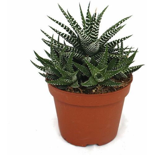 Exotenherz - Haworthia fasciata - Zebra-Haworthie - im 10,5cm Topf