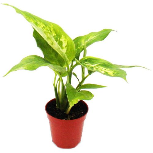 Mini-Pflanze - Dieffenbachia - Dieffenbachie - Ideal für kleine Schalen und Gläser - Baby-Plant im 5,5cm Topf