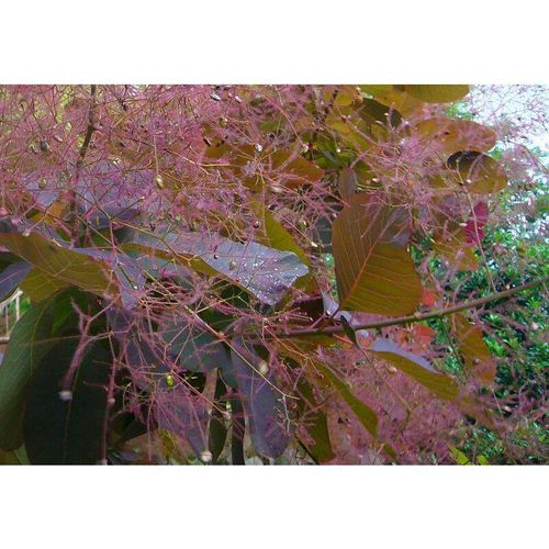 Baumschule Gold - Perückenstrauch Cotinus, rotblättriger Zierstrauch mit rosa Blütenwuscheln 40-60