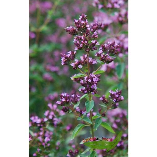 Schwarzer Oregano, Duftpflanze mit feiner rosa Blüte