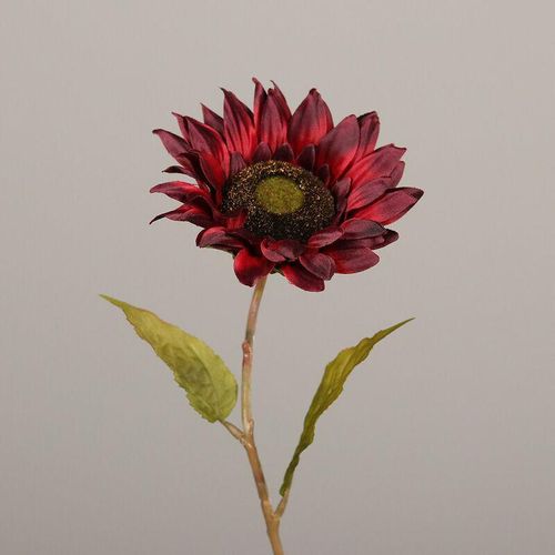 DPI - Sonnenblume burgund 60 cm Sonnenblume