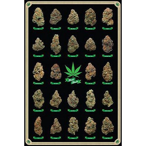 Close Up Poster Cannabis Poster Best Buds Marihuana-Sorten 61 x 91