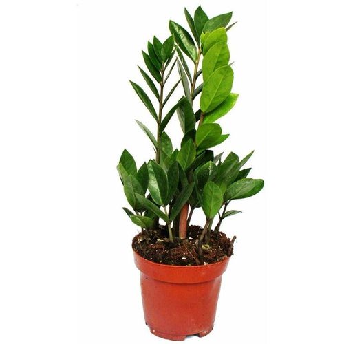 Zamio Palme - Zamioculcas zamiifolia - 1 Pflanze - pflegeleicht - luftreinigend - 12cm Topf - Exotenherz
