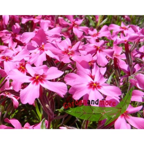 2 Teppichphlox Purpurrot Phlox subulata Atropurpurea